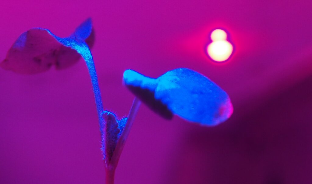 A young plant growing in a vertical farm under red LED lighting.